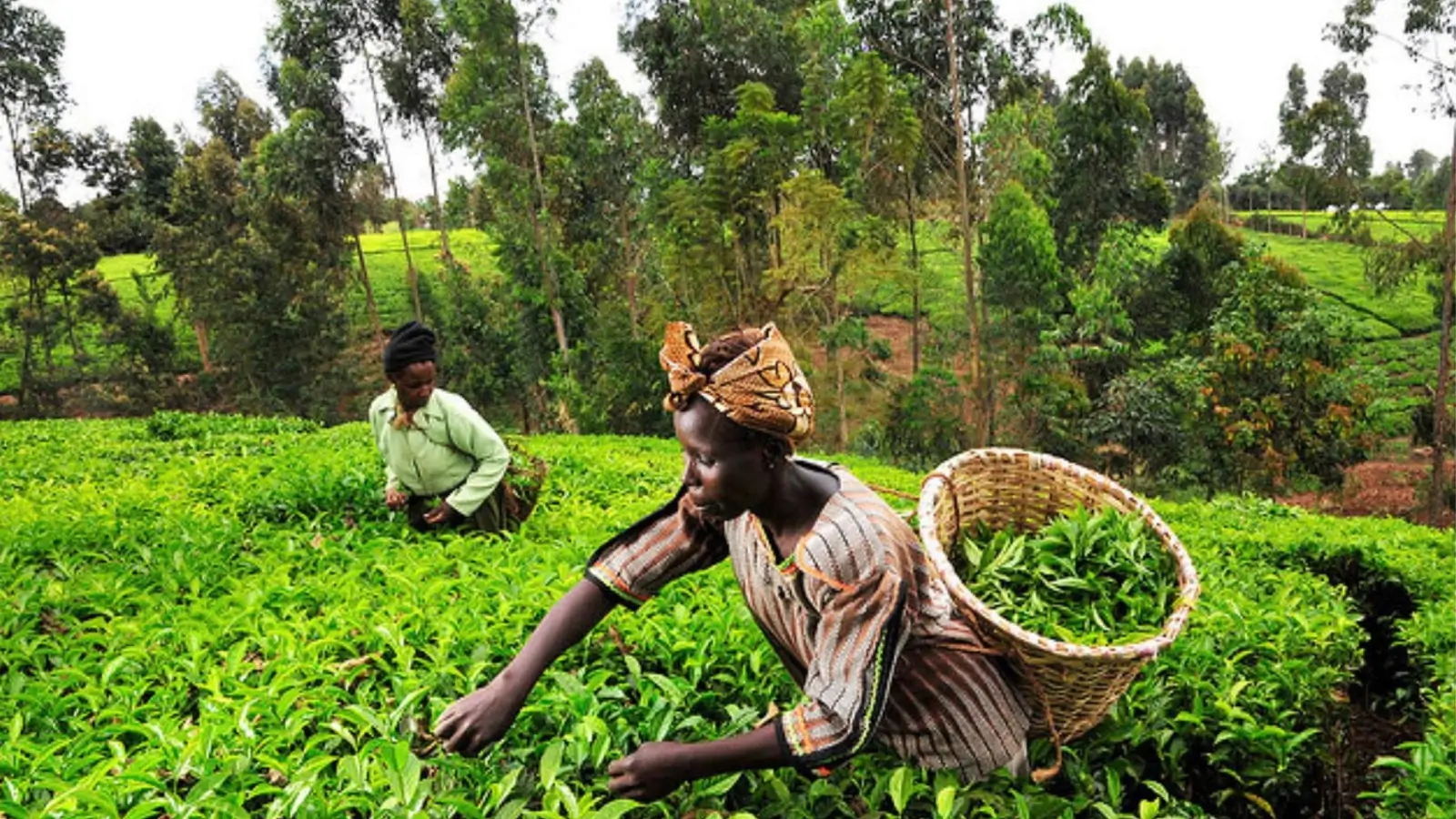 Hemp Farming in Africa