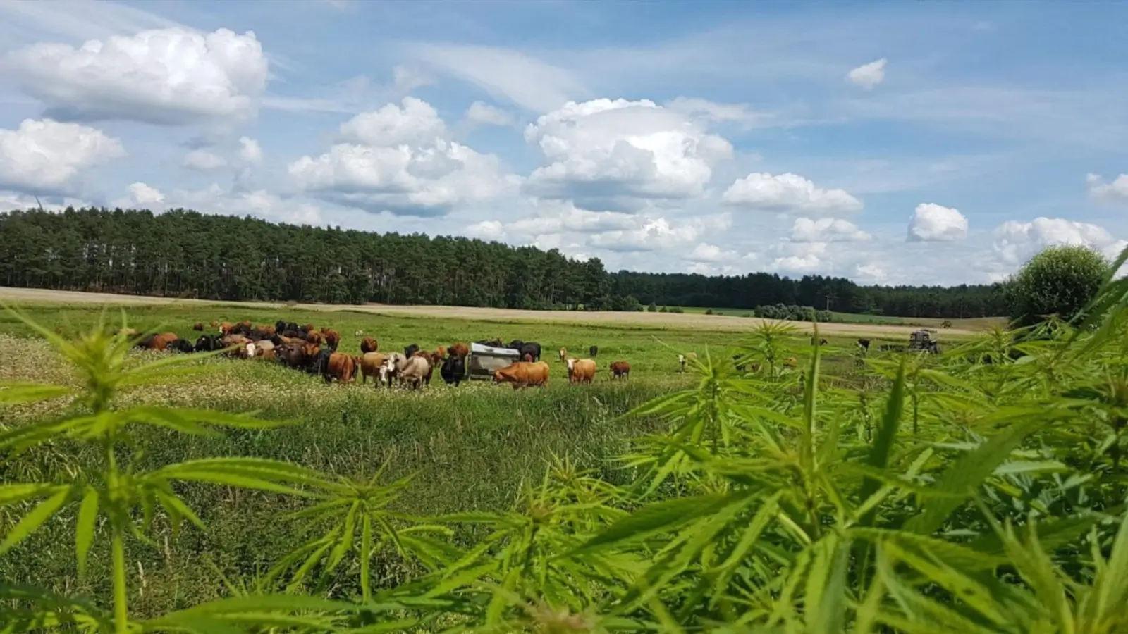 Hemp in Africa