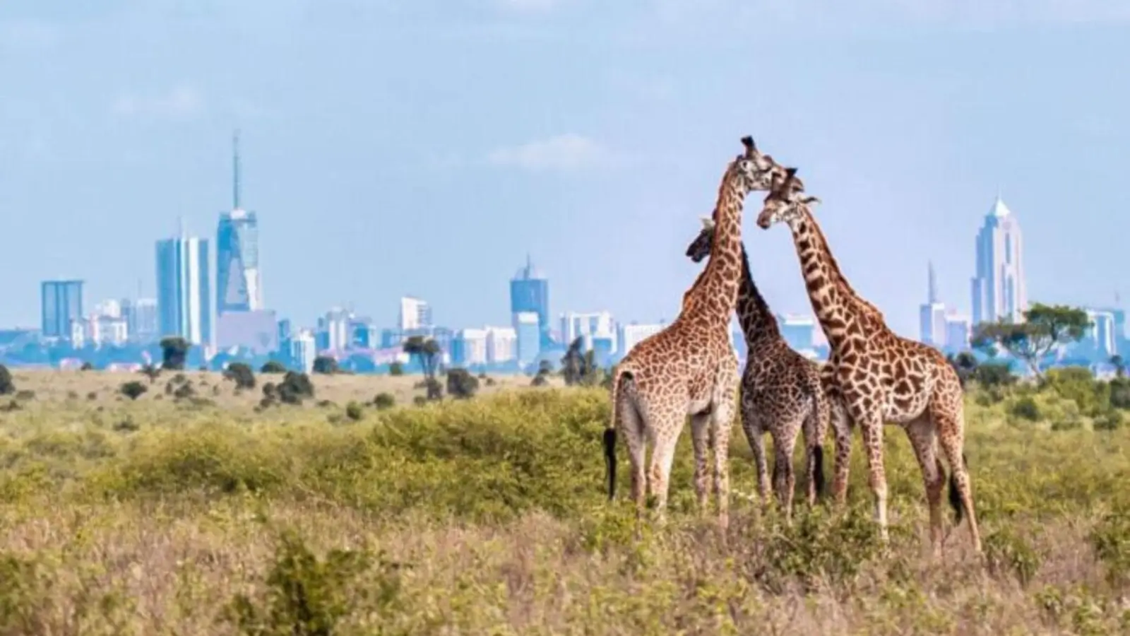 Kenya Hemp Conference